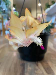 Pots And Vases: Zygocactus - Gold/ Yellow