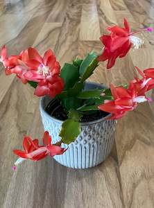 Pots And Vases: Zygocactus - Red/Orange