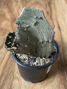 Hard To Find Plants: Ceropegia Stapeliiformis Crest