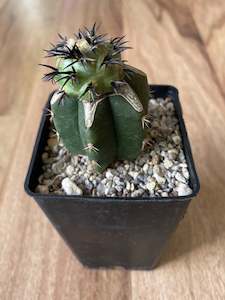 Hard To Find Plants: Tephrocactus alexanderi