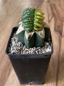 Hard To Find Plants: Trichocereus Pachanoi Cristata Variegata