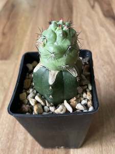 Hard To Find Plants: Grafted Ortegocactus Macdougallii