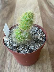 Hard To Find Plants: Cleistocactus Colademononis - Golden Monkey Tail Cactus