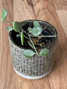 Hard To Find Plants: Xerosicyos Danguyi