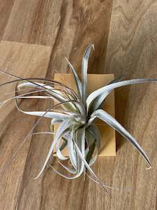 Air Plants: Tillandsia gardneri