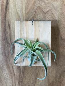Air Plants: Tillandsia streptophylla