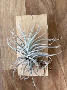 Air Plants: Tillandsia tectorum 'snowball'