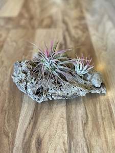 Air Plants: Air Plant Display - Mess it up red and Ionantha Fugo