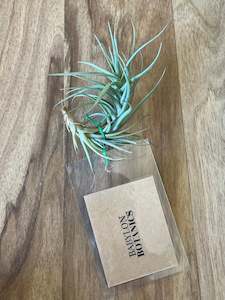 Air Plants: Tillandsia tenuifolia - Loose Plant