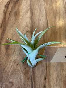 Air Plants: Tillandsia Secunda - Loose Plant