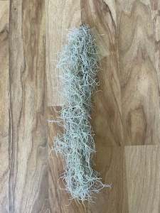 Trailing Plants: Spanish Moss