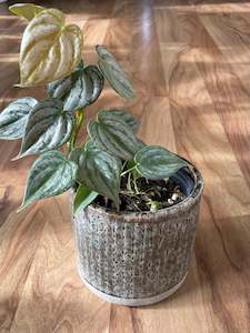 Trailing Plants: Philodendron Brandtianum