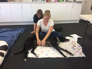 Products: Review of your greyhound's massage and stretching session - The Balanced Dog