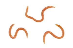 Fishing Lures: Natural Looking Artificial Worms