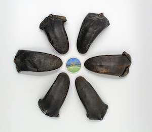 %E5%8F%82%E8%8C%B8%E6%B5%B7%E5%91%B3: 鹿尾巴 20-30g