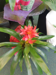 Seasonal specials & Plants: Bromeliad plant