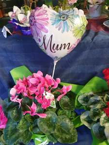 Mothers Day Sunday: Cyclamen plant & stick balloon