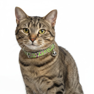 1 Cat Collars: Splash Cat Collar with Safety - Green