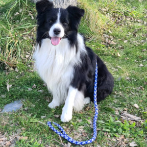 Sale: Braided Reflective Dog Lead
