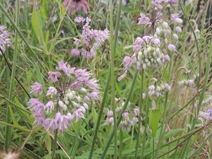 Products: Allium cernum