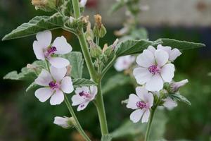 Products: Althaea officinalis – Marshmallow