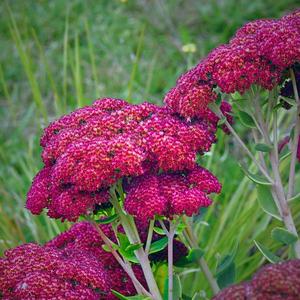 Products: Hylotelephium telephium ‘Autumn Joy’ Sedum Autumn Joy