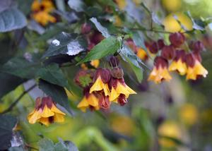 Products: Abutilon megapotamicum ‘Orange Hot Lava’
