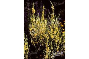Products: Verbascum chaixii ‘Sixteen Candles’