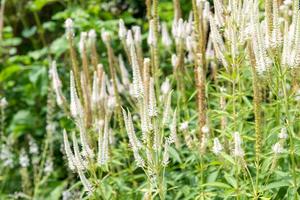 Products: Veronicastrum virginicum f. albiflorum