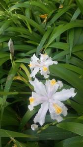 Products: Iris japonica – Lilac white
