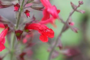 Products: Salvia roemeriana ‘Arriba’