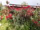 Rosa ‘Mary’s red climber’