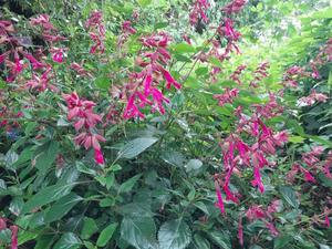 Products: Salvia ‘Wendy’s Wish’