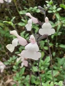 Products: Salvia gregii ‘cool cream’