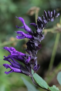Products: Salvia guaranitica ‘Amistad’
