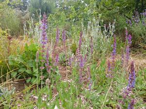 Products: Salvia nemorosa ‘violet queen’