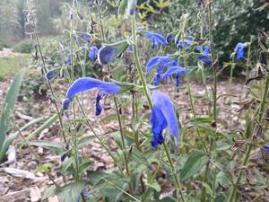 Products: Salvia patens ‘blue Angel’