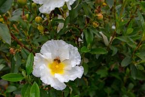 Products: Cistus ‘Bennett’s white’