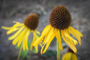 Products: Echinacea paradoxa var. paradoxa