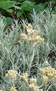 Products: Helichrysum italicum – Curry plant