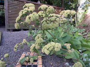 Products: Hylotelephium maximum syn. Sedum maximum