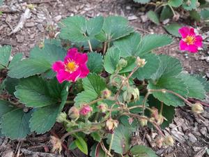 Products: Fragaria x ‘Lipstick’