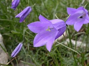 Products: Campanula persicifolia-Bell flower