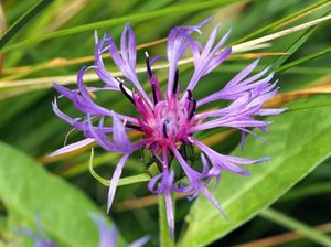 Products: Centaurea montana