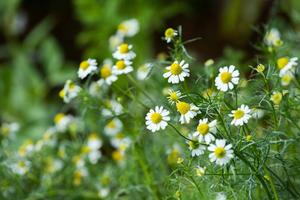 Products: Chamaemelum nobile- Roman chamomile