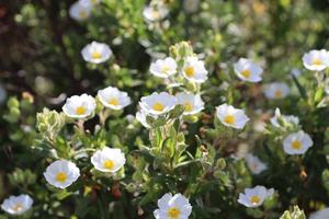 Products: Cistus salviifolius ‘prostratus’