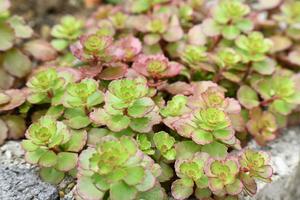 Products: Sedum spurium ‘Dragons Blood’