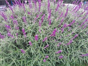Products: Salvia leucantha