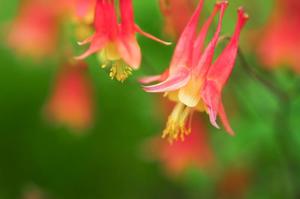 Products: Aquilegia canadensis