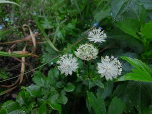 Products: Astrantia major